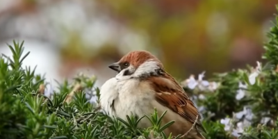 Screenshot 2025-06-08 at 16-43-52 (608) 52 häufige Gartenvögel Gesang Aussehen und mehr - YouTube.png